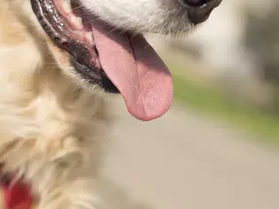 How to Calm a Panting Dog