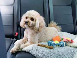 How to Cure Car Sickness in Your Dog