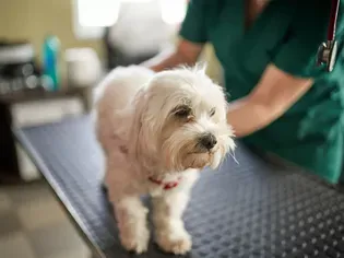 Sepsis in Dogs