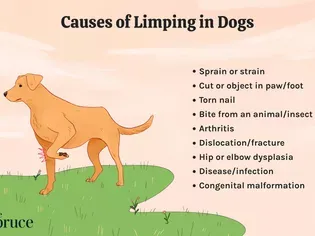 Why Is My Dog Limping?