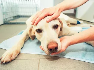 Pale Gums in Dogs