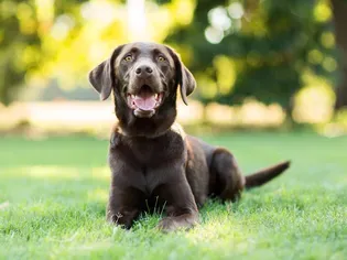 Why Dogs Eat Poop and How to Stop Them