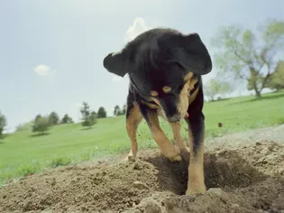 All About Puppy Digging