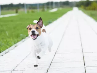 Reasons Why Dogs Run Away and How to Stop It