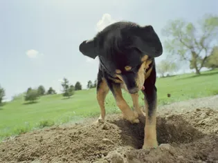 Why Dogs Bury Bones and Other Objects