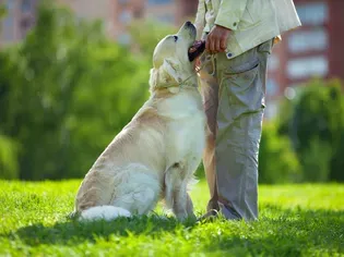 How to Train Your Dog to Back Up