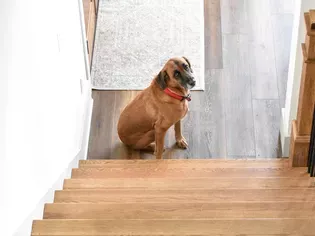 What to Do When Your Dog Is Afraid of Stairs