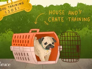 Dog Training 101: How to Completely Train Your Dog