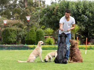 Train a Puppy to Sit and Stay