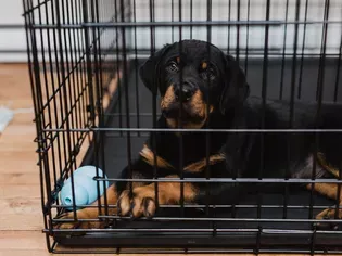 How to Crate Train Your Dog or Puppy