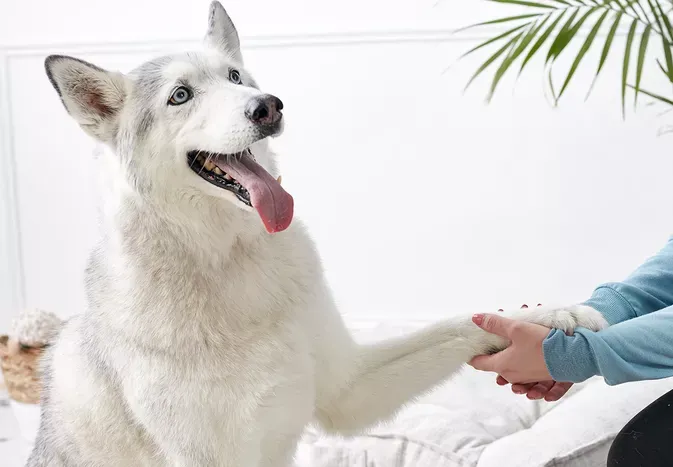 How to Train Your Dog to Shake Paws