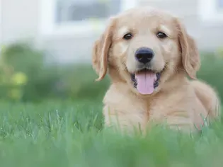 Simple Steps to Train a Puppy to Lie Down