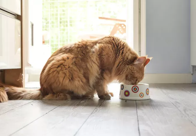 How Much Wet Food to Feed a Cat Every Day