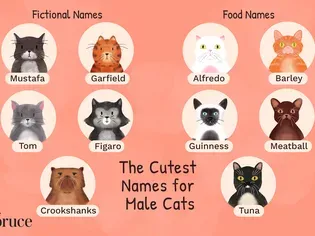 Best 200+ Names for Male Cats