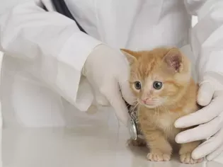 How to Prepare Your Kitten for Its First Vet Visit