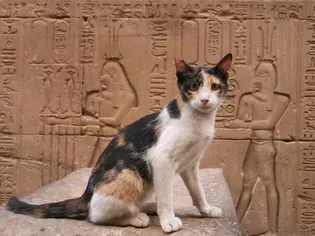 46 Egyptian Cat Names