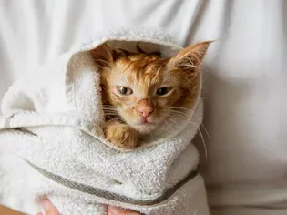 How to Give Your Kitten a Bath