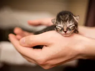 Raising Newborn Kittens