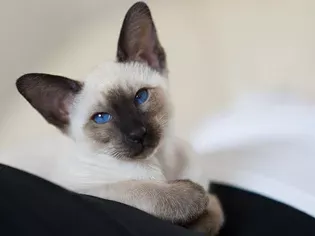 95 Siamese Cat Names