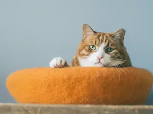 19 Orange Cat Names