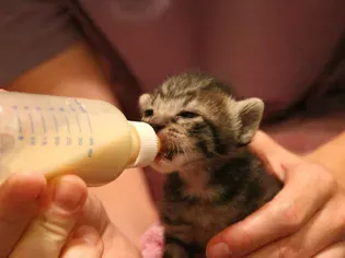 How to Bottle Feed Your Newborn Kittens