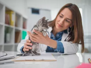 What to Expect With Your Kitten's First Vet Visit