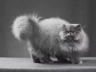 Persian Cat: Breed Profile, Characteristics & Care