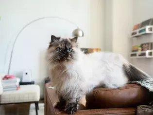 Himalayan: Cat Breed Profile, Characteristics & Care