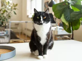 Tuxedo Cat: Breed Profile, Characteristics & Care