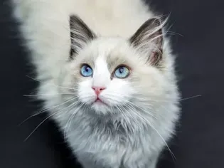 11 Cute Pictures of Ragdoll Cats