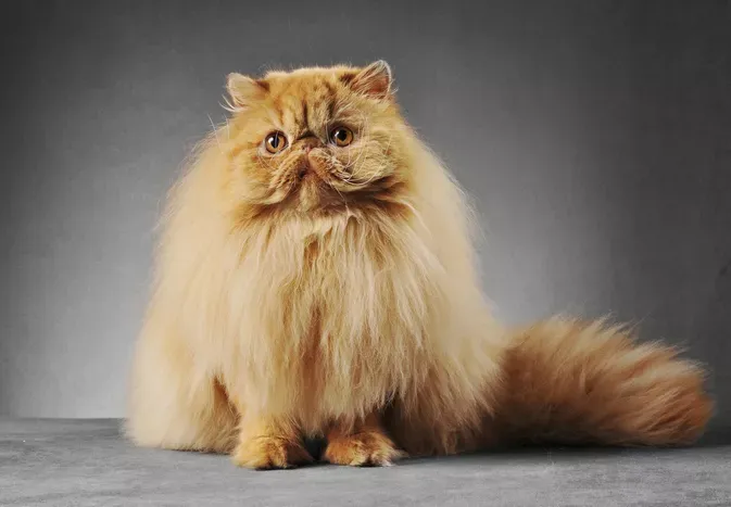 10 Fluffy Cat Breeds for Endless Cuddles