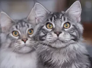 10 Cute Maine Coon Cats and Kittens