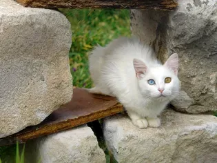 Turkish Van: Cat Breed Profile, Characteristics & Care