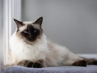 Balinese Cat (Long-Haired Siamese): Cat Breed Profile