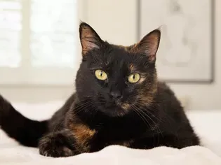 Tortoiseshell Cats: 7 Facts and Photos