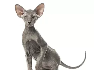 Peterbald Cat: Breed Profile, Characteristics & Care