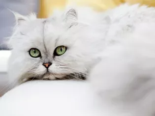 14 Top Cat Breeds from Asia