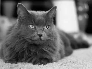 Nebelung: Cat Breed Profile, Characteristics & Care