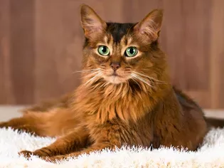 Somali: Cat Breed Profile, Characteristics & Care