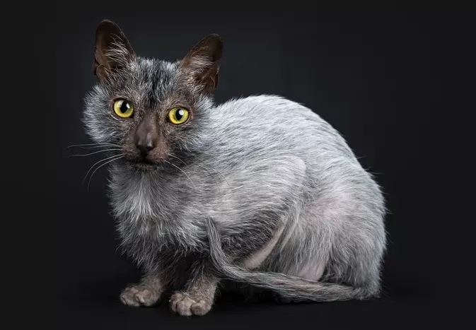 Lykoi: Cat Breed Profile, Characteristics & Care