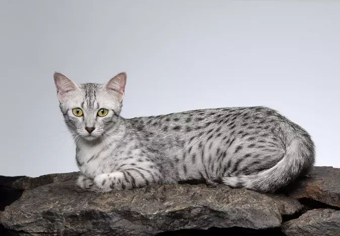 Egyptian Mau: Cat Breed Profile, Characteristics & Care