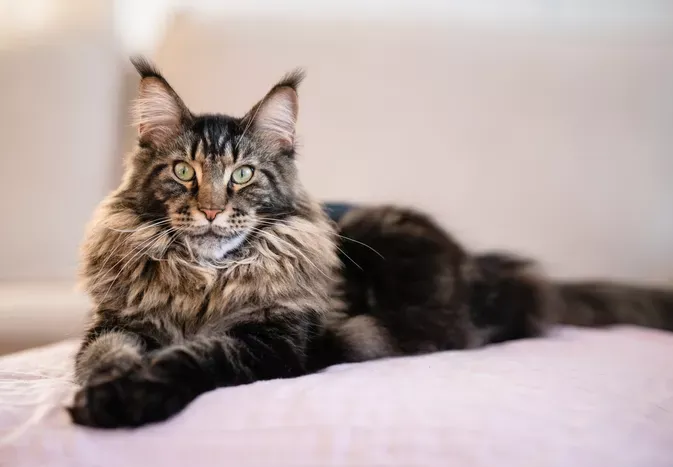 Maine Coon Cat: Breed Profile, Characteristics & Care