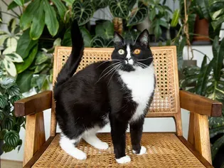 6 Pawsitively Fascinating Facts About Tuxedo Cats