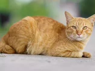 All About Red Tabby Cats