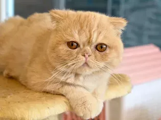 Exotic Shorthair: Cat Breed Profile, Characteristics & Care