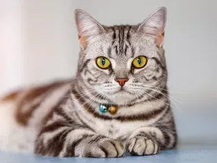 American Shorthair: Cat Breed Profile, Characteristics & Care