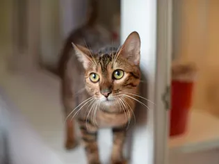 Toyger: Cat Breed Profile, Characteristics & Care