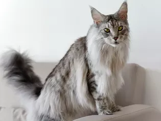 The 10 Largest Domesticated Cat Breeds