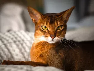 Abyssinian: Cat Breed Profile, Characteristics & Care