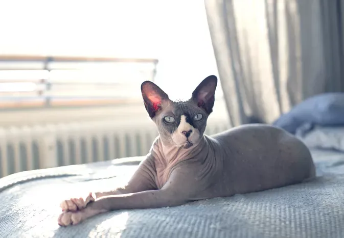 10 Best Hairless Cat Breeds for a Unique Pet Pal